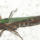 Woodland Grasshopper
