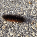 Banded Woolly Caterpillar