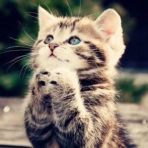 Animal Childrens wallpaper.apk 1.1