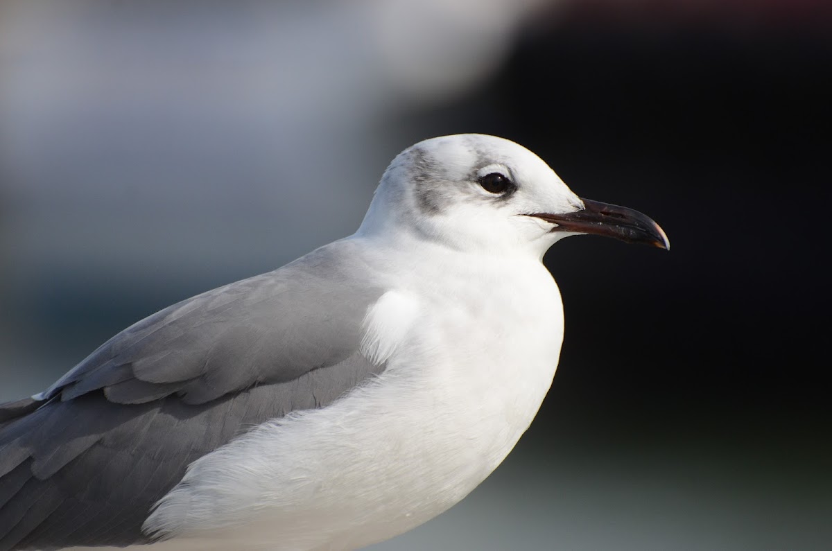 Laughing Gull-non breeding adult plumage