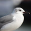 Laughing Gull-non breeding adult plumage