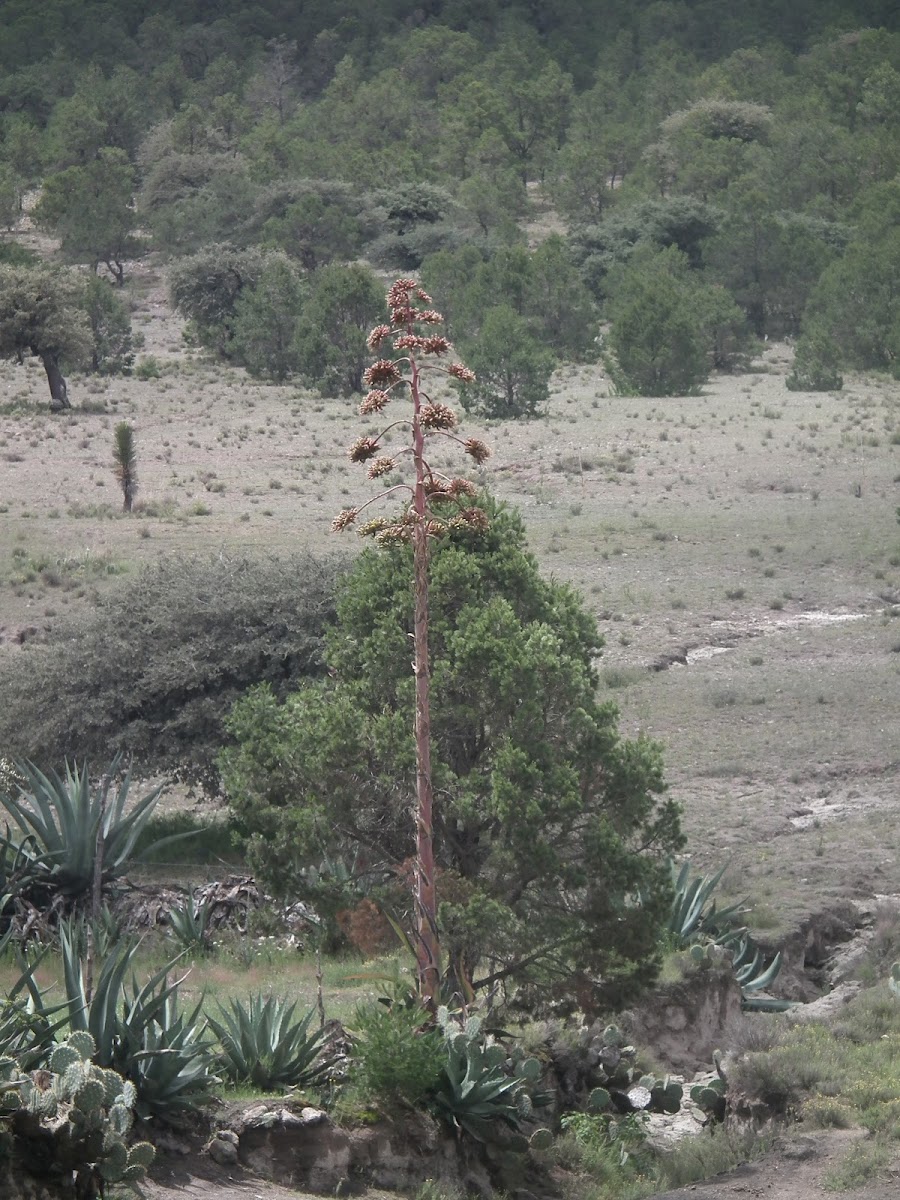 Maguey or Agave