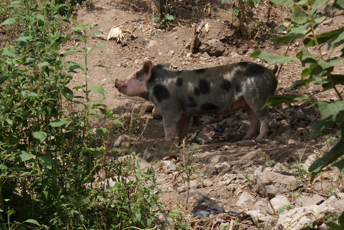 cerdo común