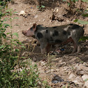 cerdo común