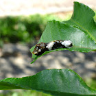 Swallowtail Butterfly caterpillar