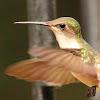 Ruby-throated hummingbird, female