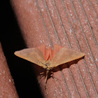 Immaculate Holomelina Moth - Hodges#8124