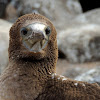 Blue-footed booby (juvenile)