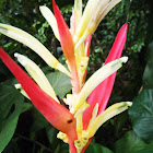 Heliconia psittacorum