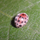 28-spotted Potato Ladybird