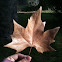 maple leaf