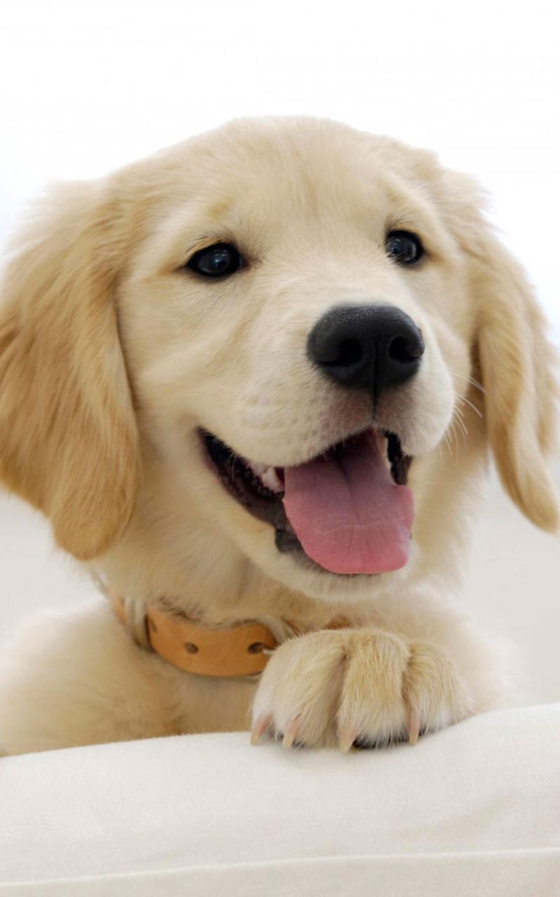 Puppies Live Wallpaper Screen 2