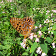 Silver-Bordered Fritillary Search