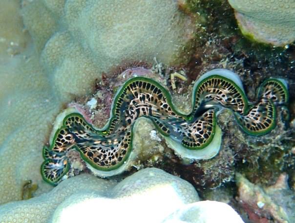 Green Giant Clam