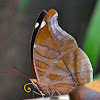 Orion Cecropian Butterfly