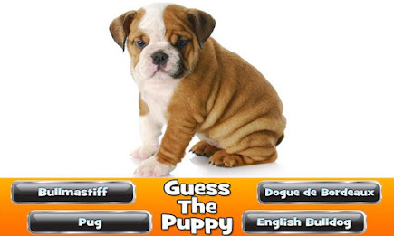 Guess The Puppy 2 Trivia Game poster 2