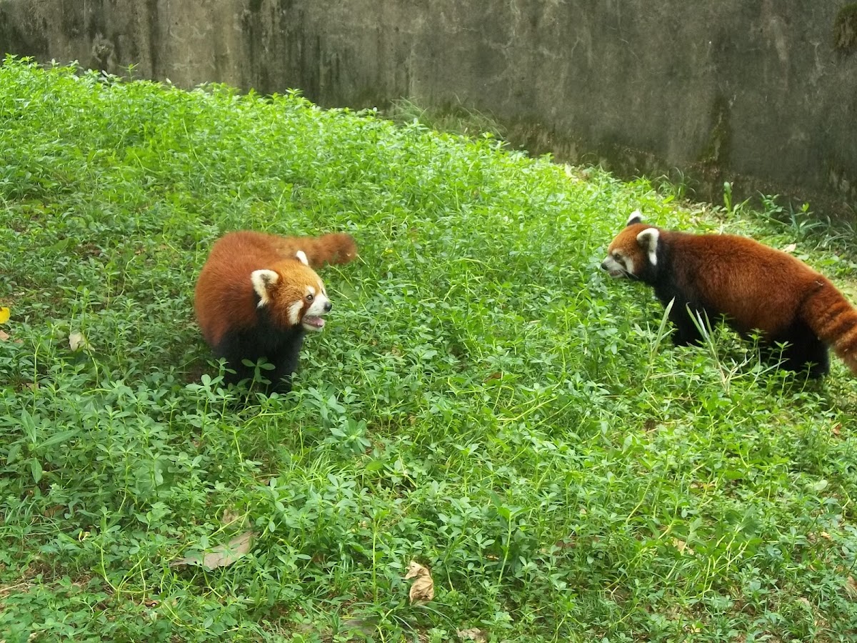 The Red Panda or “firefox”