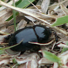 Black beetle