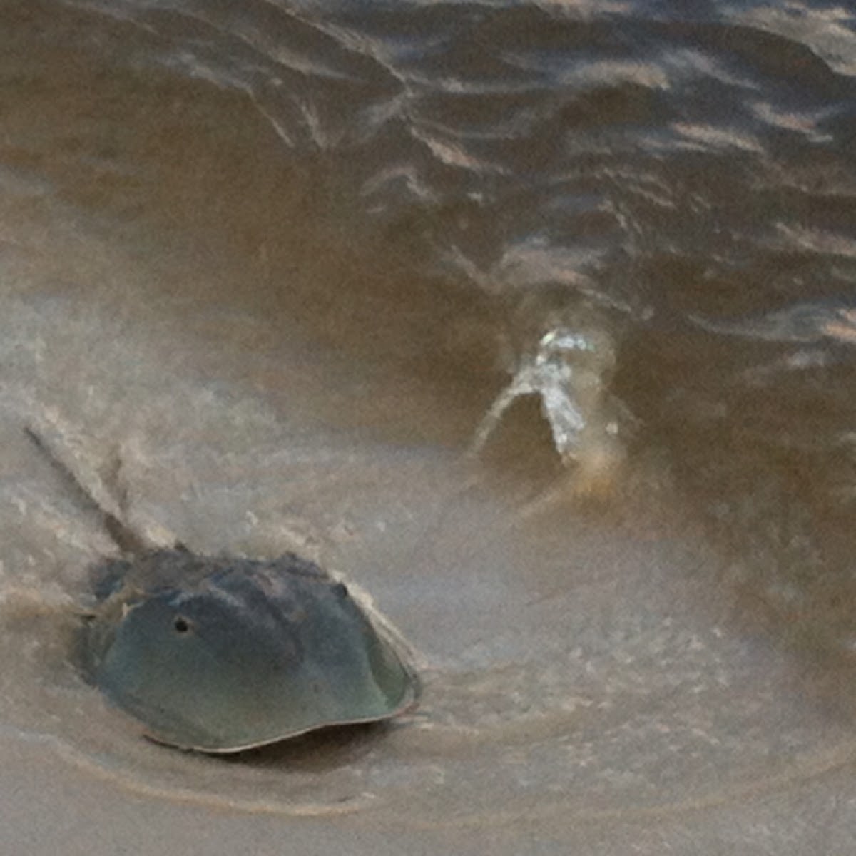 Horseshoe Crab