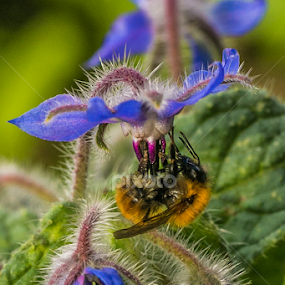 by Alberto Molinari - Flowers Flowers in the Wild