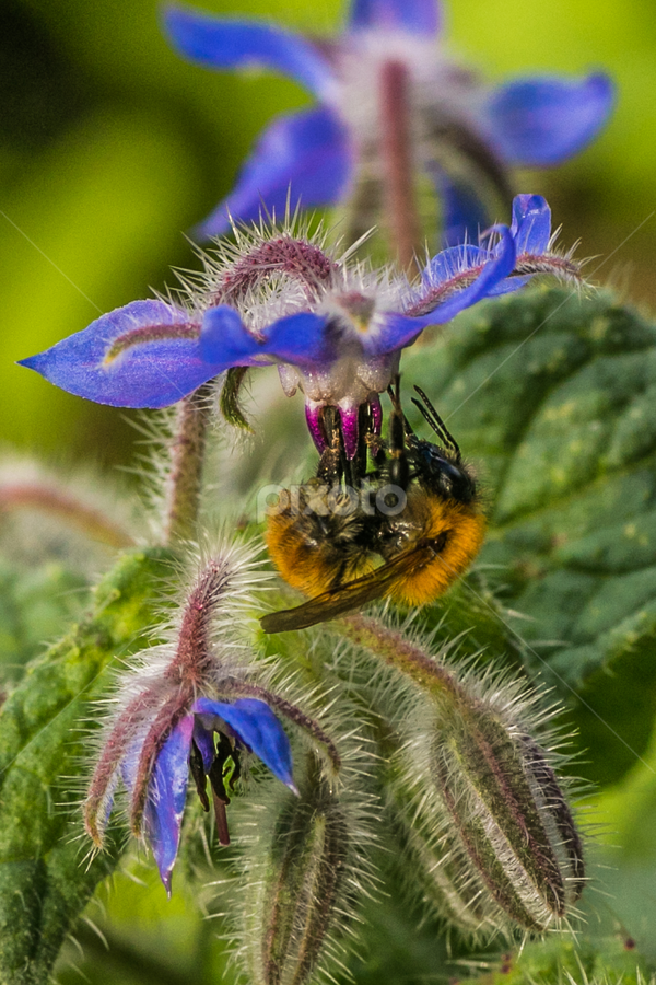 by Alberto Molinari - Flowers Flowers in the Wild