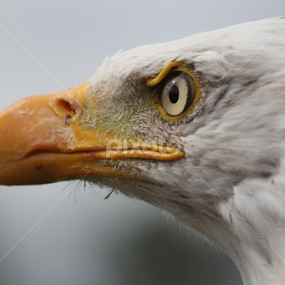 by Nikki Wilson - Animals Birds