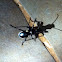 Two-spotted Ground Beetle