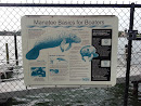 Manatee Basics For Boaters 