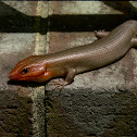 Skink