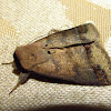 Pantydia moth