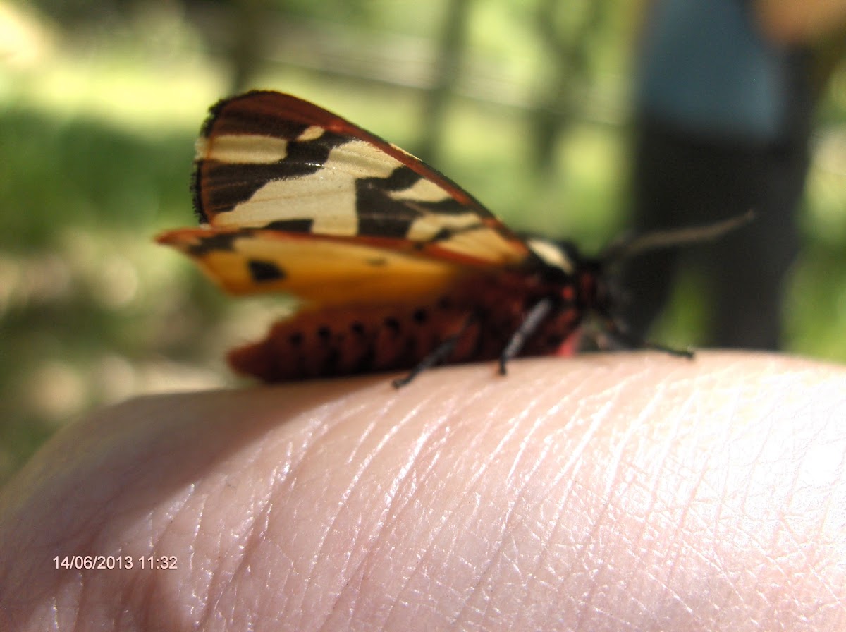 Cream Spot Tiger Moth / Polilla Tigre