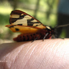 Cream Spot Tiger Moth / Polilla Tigre