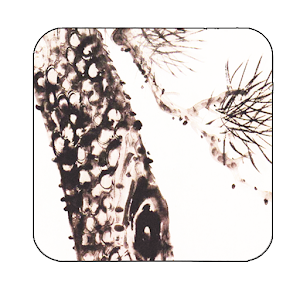 big pinetree inkwash wallpaper 1.0