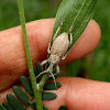 Wattle pig - 2 (Fruit-tree Root Weevil)