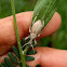 Wattle pig - 2 (Fruit-tree Root Weevil)