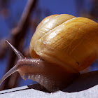 Garden snail