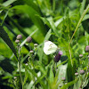 Cabbage White Butterfly