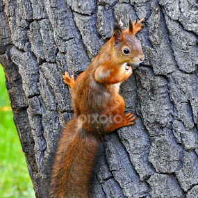 squirrel by Leif Holmberg - Animals Other