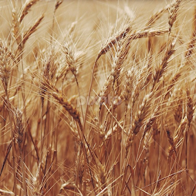 More 🌾 by Jenna Line - Nature Up Close Other plants