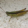 Green Leek Grasshopper