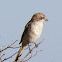 Woodchat Shrike; Alcaudón Común