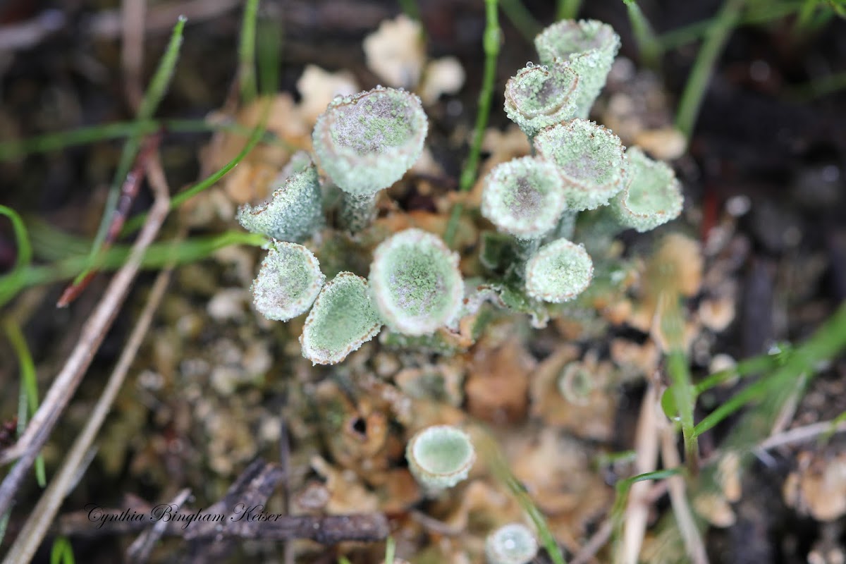Pixie-cup Lichen