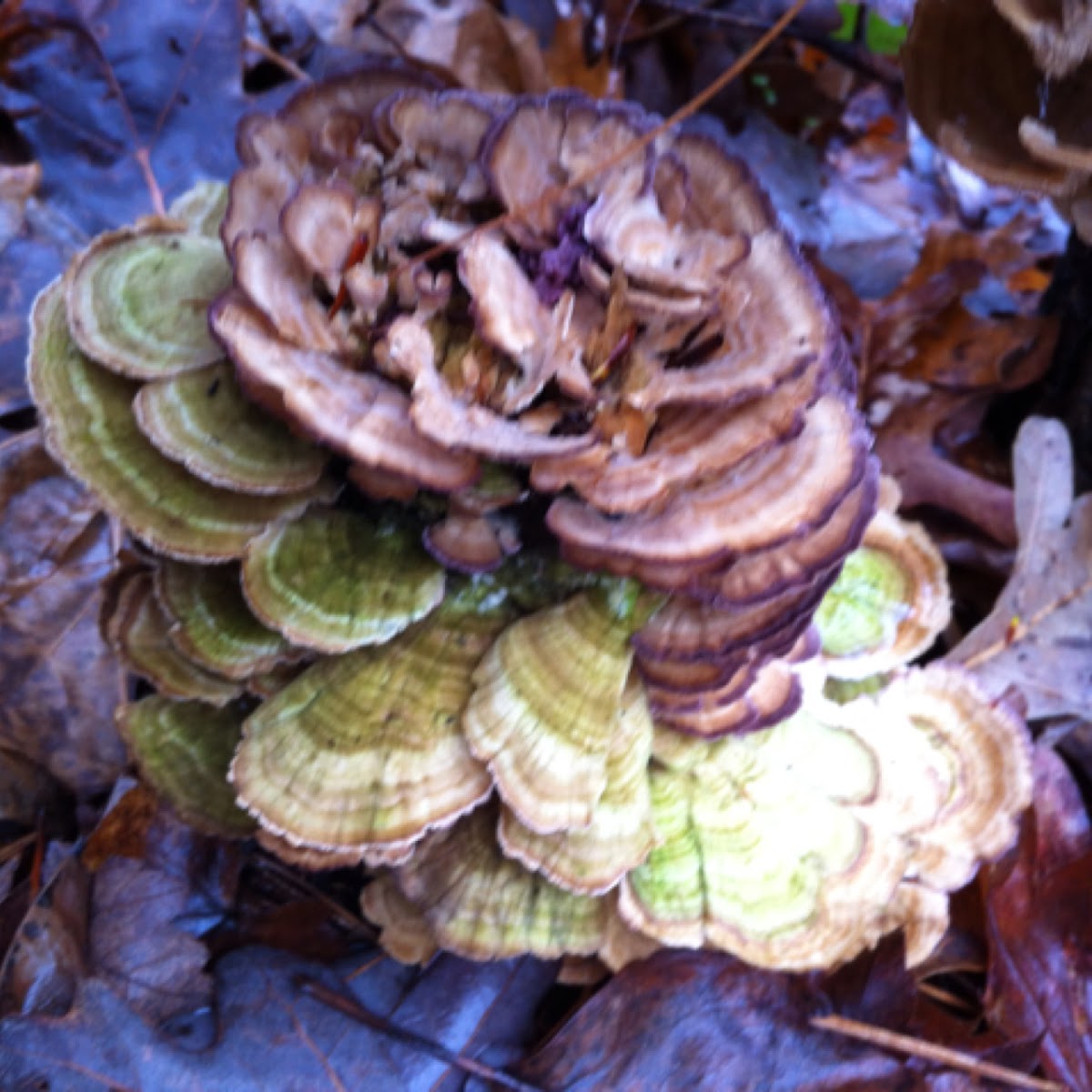 Turkey Tail Fungi