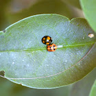 Asian lady beetle (adult and pupa)