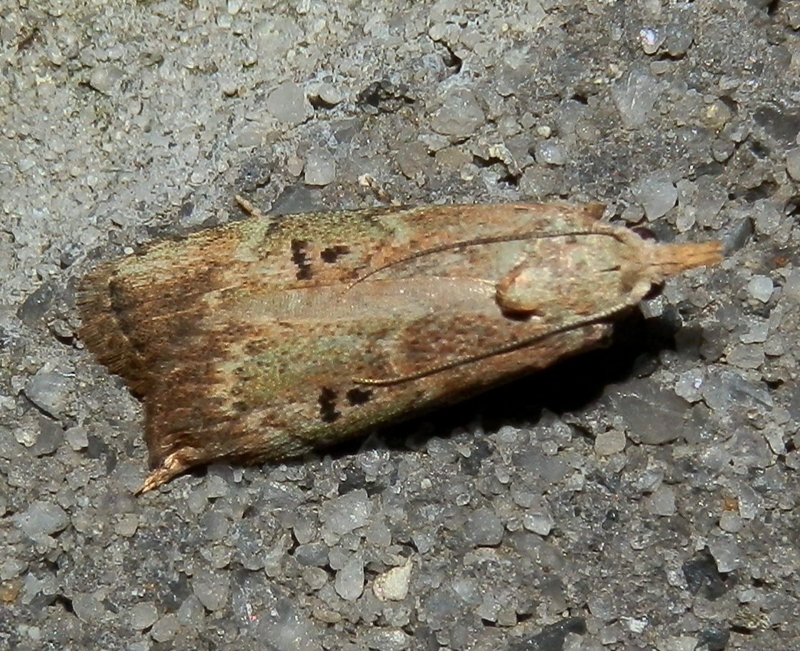 Unknown Crambid Moth