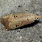 Unknown Crambid Moth
