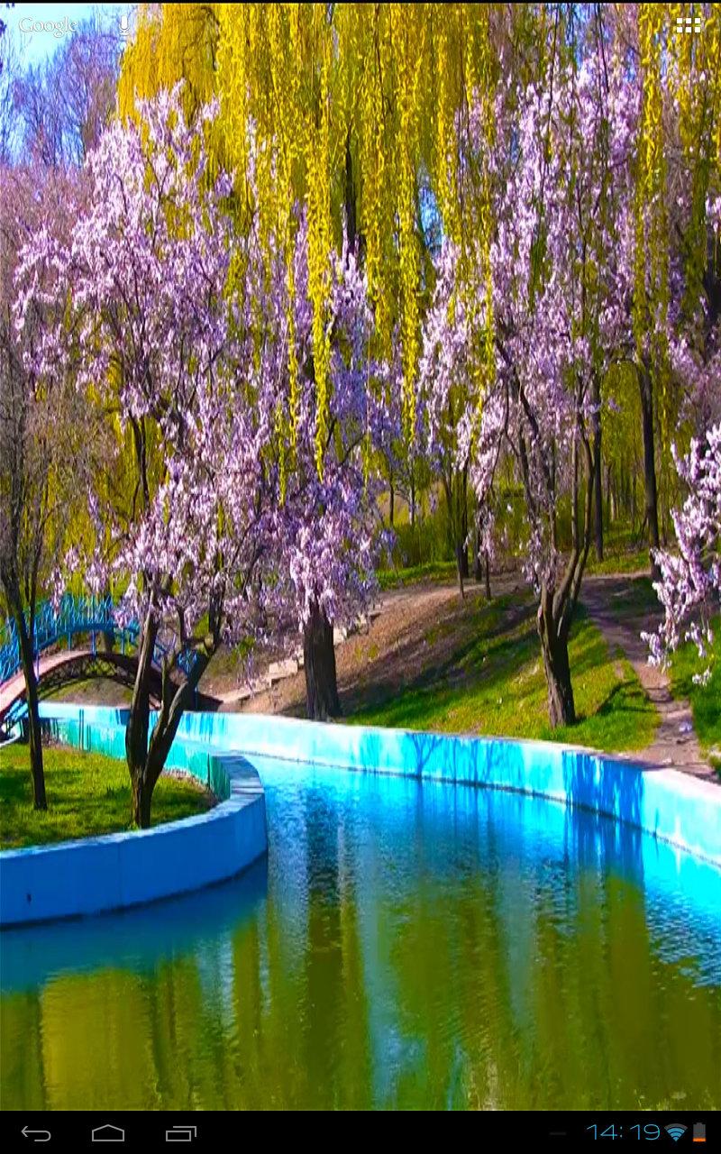 Spring Park Sakura Blossoms HD Screen 2