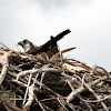 Osprey (female)