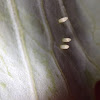 White cabbage butterfly eggs