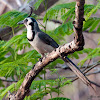 Black Throated Magpie Jay - Urraca Hermosa Carinegra